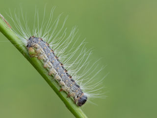 Eikenprocessierups 862 Jurriën Van Deijk 13 06 2019