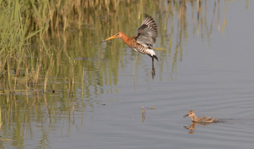 Grutto Met Jong Vogelwerkgroep Eemnes