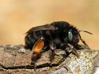 Anthophora Retusa Zwarte Sachembij