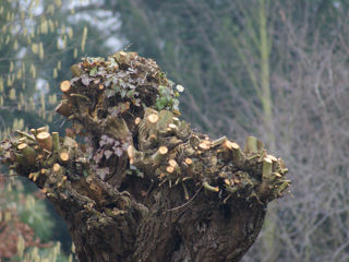 geknotte boom
