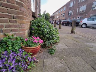 Beplanting In De Openbare Ruimte