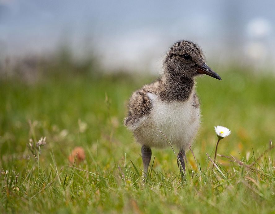 Basiscursus Weidevogelbescherming Scholekster