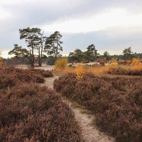 Soesterduinen (1)