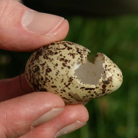 Cursus Weidevogels En Predatie