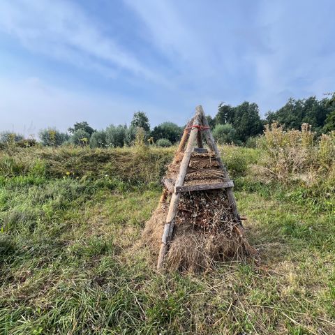 Foto Bijenruiter Groot
