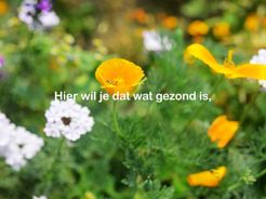 Landschap Erfgoed Utrecht Short Video 1 Natuur3